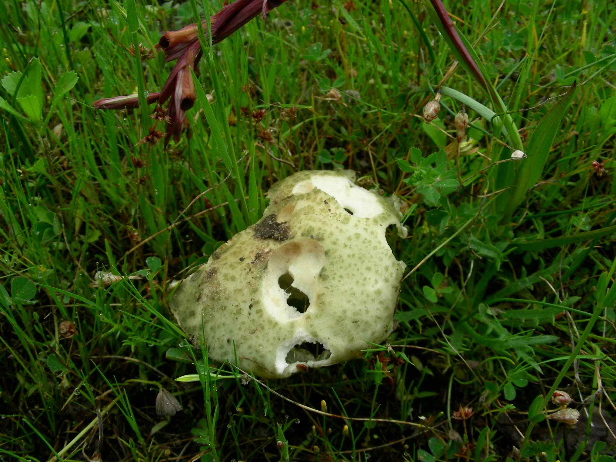 1332 Maggio vecchio ritrovamento